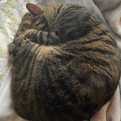 SHEVA